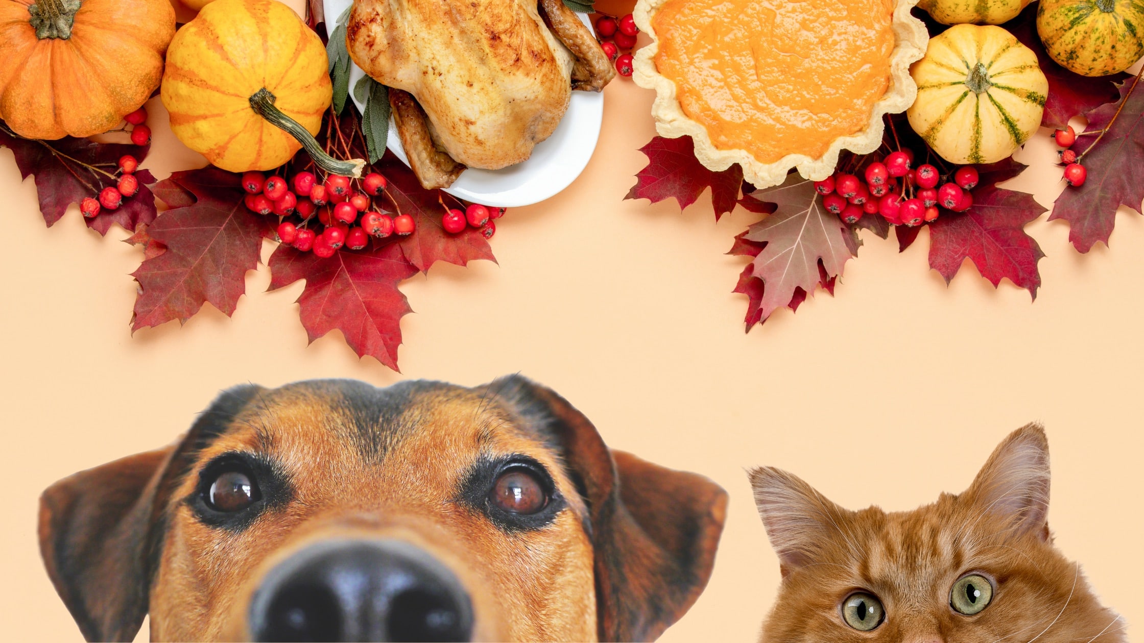 dog and cat looking at pet-safe holiday foods