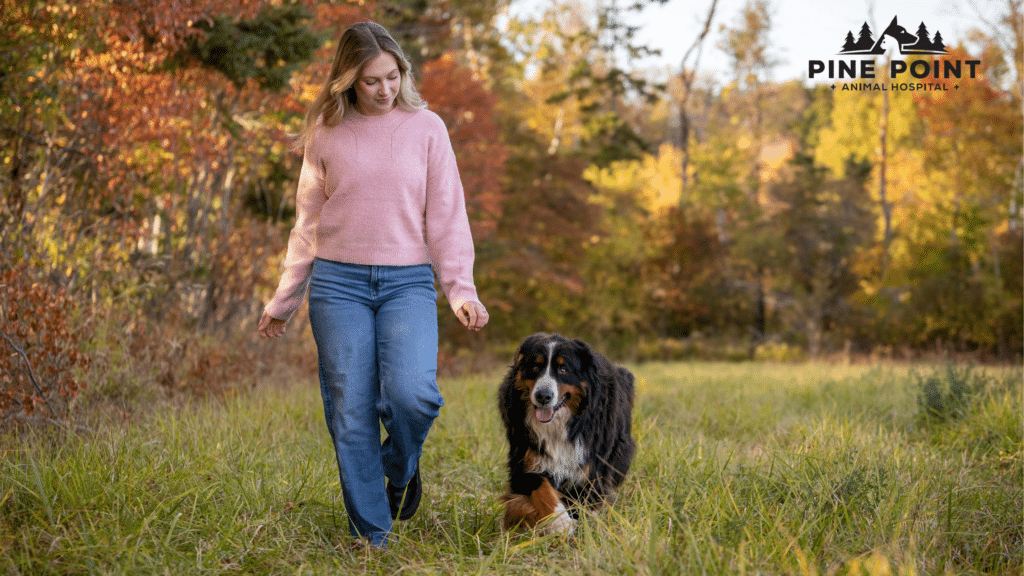 woman walking with bernese mountain dog in a forest glen; safe tick removal