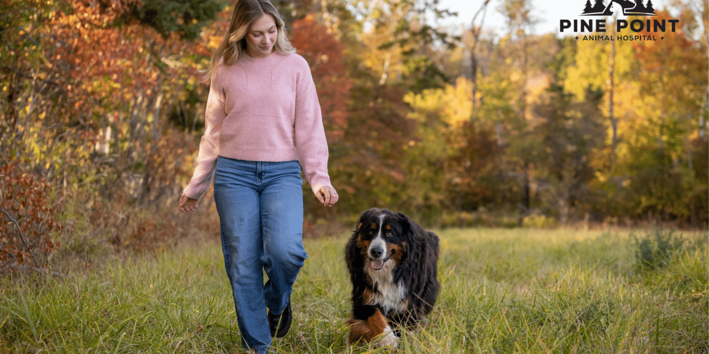 woman walking with bernese mountain dog in a forest glen; safe tick removal