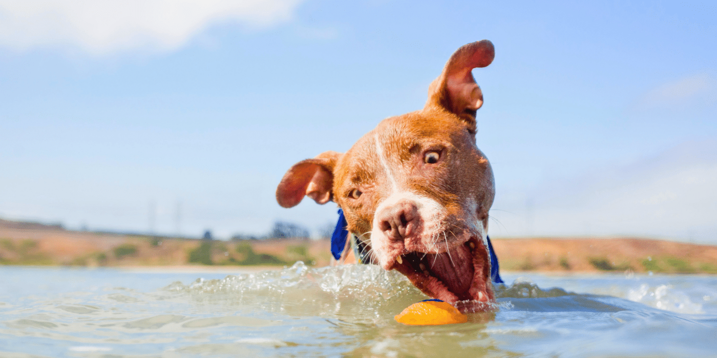 cute dog swimming, toxic algae blooms Oregon