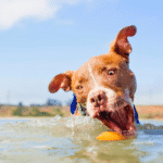 cute dog swimming, toxic algae blooms Oregon