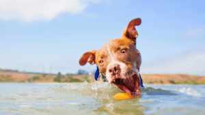 cute dog swimming, toxic algae blooms Oregon