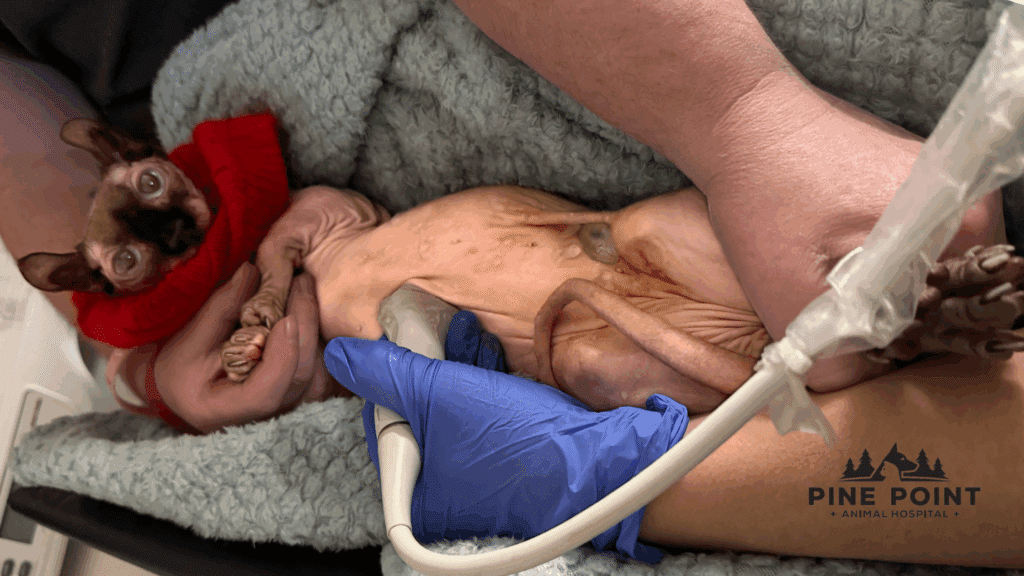 sphynx cat getting veterinary ultrasound