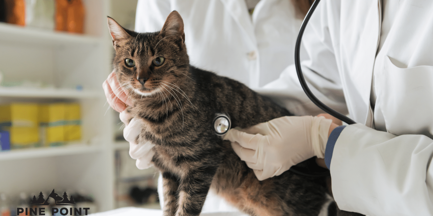 urgent care vet examines a cat with stethoscope