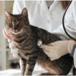 urgent care vet examines a cat with stethoscope