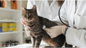 urgent care vet examines a cat with stethoscope