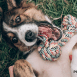 happy dog playing with toy; preventative vet care checklist