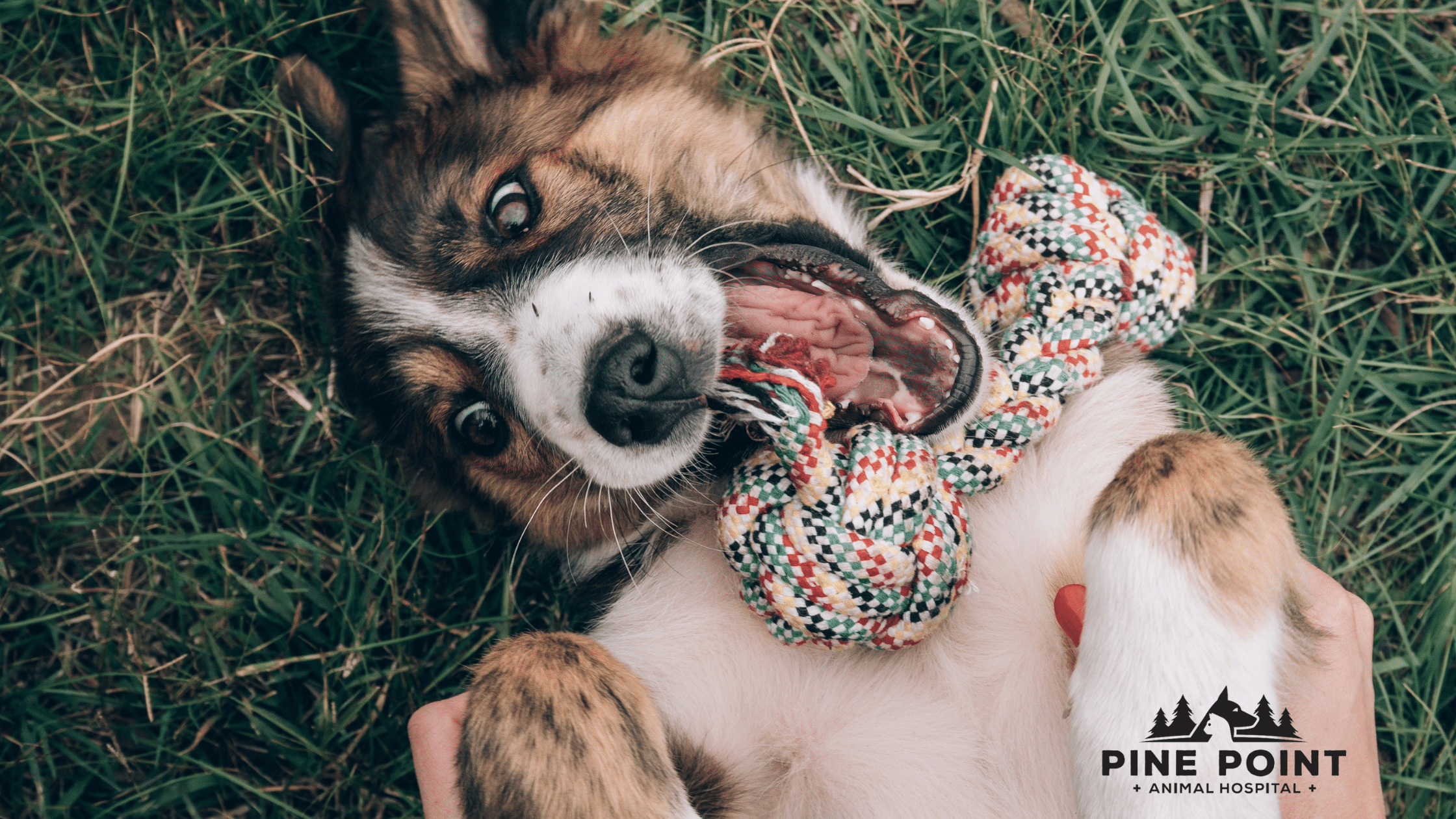 happy dog playing with toy; preventative vet care checklist