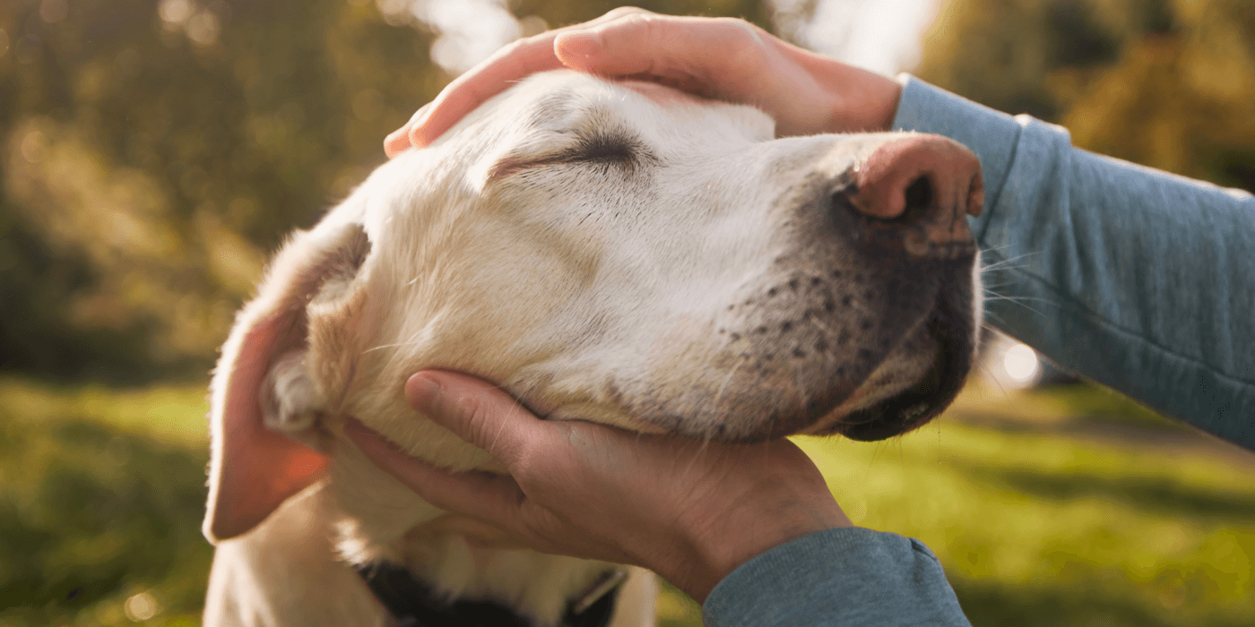 aging dog with a white face being pet; caring for senior pets