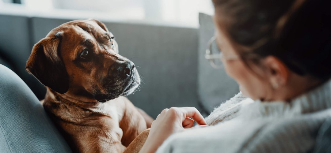 a woman and her dog cuddle on the couch; how to pay for vet care; financing options