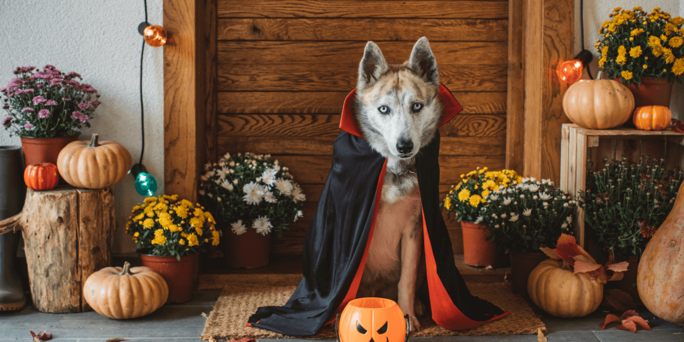 senior dog in vampire costumer surrounded by halloween decorations; halloween pet safety tips