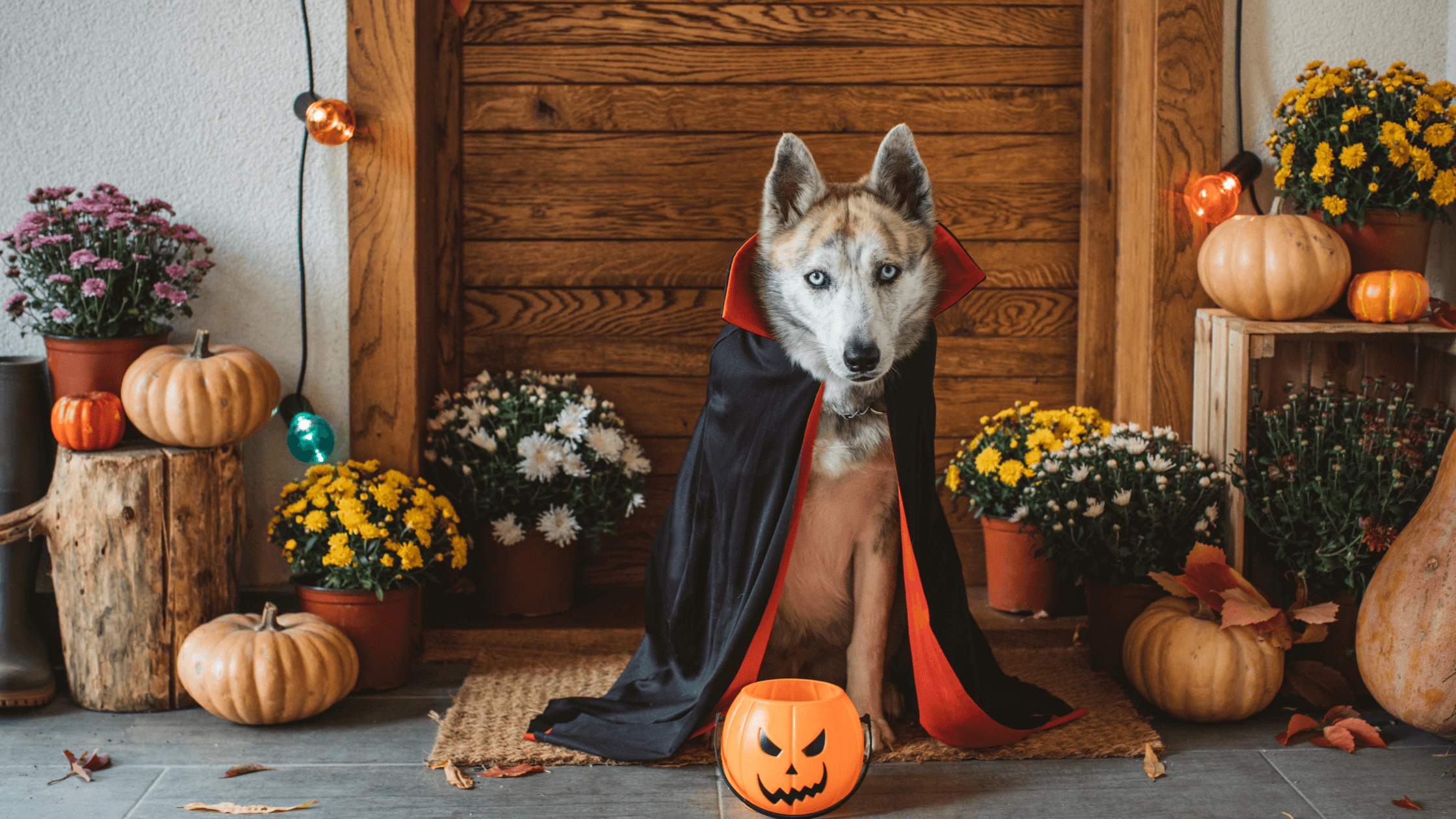 senior dog in vampire costumer surrounded by halloween decorations; halloween pet safety tips